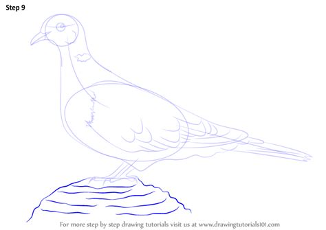 How to draw a bird step by step? Learn How to Draw a Collared Dove (Birds) Step by Step ...