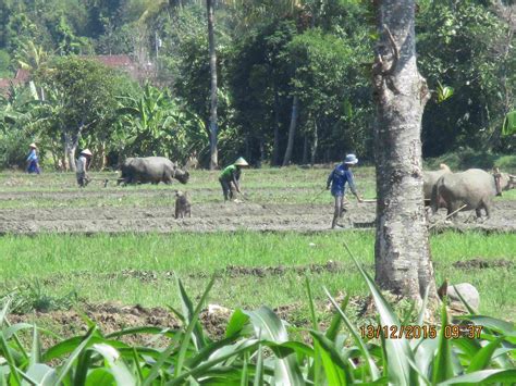 Oh petani siang malam kau bekerja , dengan kerbaumu itu , kerbau yang membajaknya denganmu, keringat menetes begitu deras , tapi kau tak menghiraukannya , mereka yg tdk tau jasamu membuang nasi begitu saja. taruman guyub: Membajak Sawah Dengan Kerbau