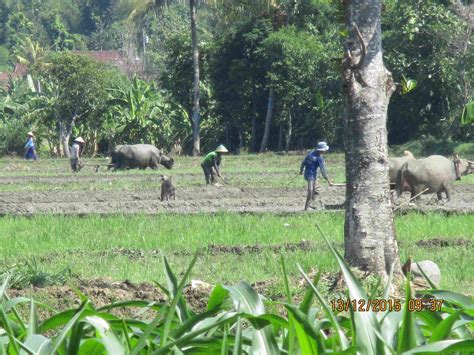 Di tengah kemajuan teknologi, membajak sawah dengan menggunakan kerbau sudah mulai ditinggalkan. taruman guyub: Membajak Sawah Dengan Kerbau