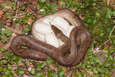 What Do Snake Eggs Look Like Facts And Faqs With Pictures Pet Keen