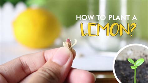 How To Plant A Lemon From A Seed To A Plant Youtube