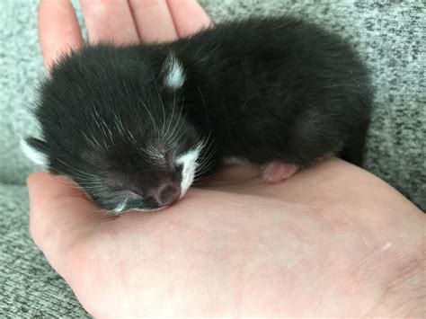 Pictures Of Baby Kittens That Were Just Born Adorable Baby Kittens