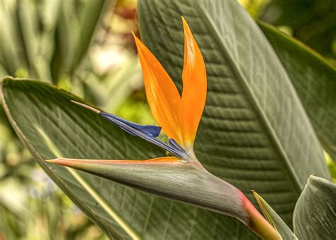 Bird Of Paradise Free Stock Photo - Public Domain Pictures