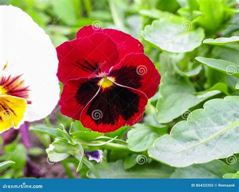 Viola Tricolor Red Blue Yellow Pansies On Green Flowerbed Macro Closeup