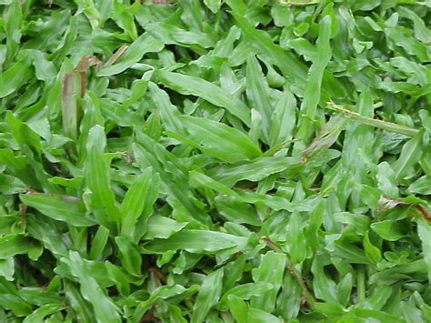 The pile was traditionally made from wool, but since the 20th century, synthetic fibers such as polypropylene, nylon or polyester are often used, as these fibers are less expensive than wool. Plant World: Axonopus compressus