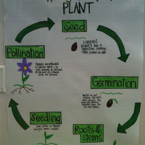 Plant Life Cycle Third Grade Science Pinterest We Anchor Charts