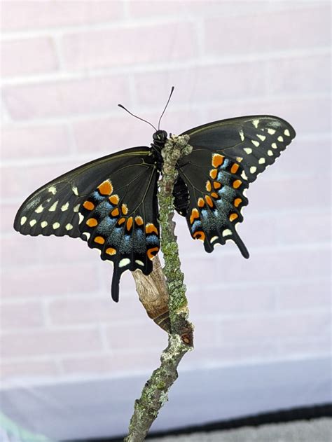 Raising Black Swallowtails 28 1 By Brittany Goldwyn Live Creatively