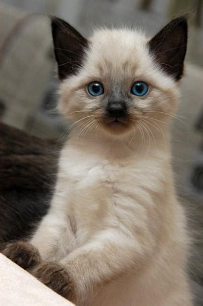 564 Best ♥ ♥ Cats Images On Pinterest Fluffy Pets