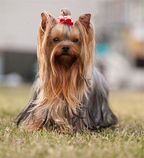Every pet needs grooming once in awhile. Pet Grooming Near Me - GorjessPets Yorkie Puppy Breeder