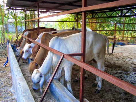 Aneka Bentuk Desain Kandang Sapi Perah Kelompok Ternak Barokah