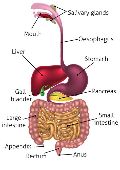 Pathway Of Digestion Of Food