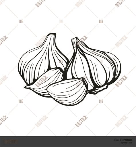 Garlic Isolated On Vector And Photo Free Trial Bigstock
