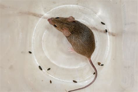 Mice Removal Pest Control Mice Gregory Pest
