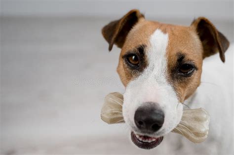 The Dog Holds A Bone In Its Mouth Jack Russell Terrier Eating Rawhide