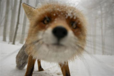 these 22 photos will make you fall in love with foxes bored panda