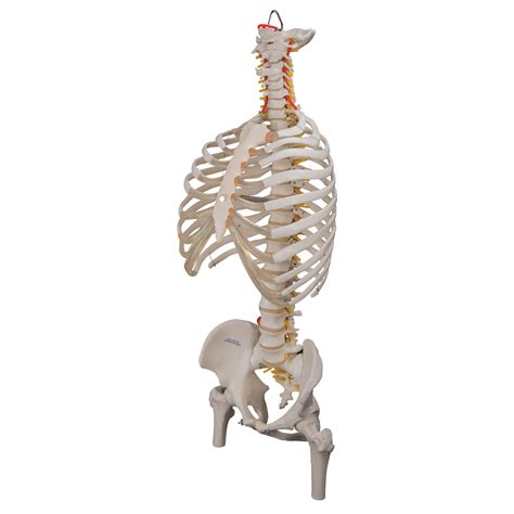 1:21 the back plane actually has a concave wedge where the ribs curve forward to connect to the spine. Anatomical Teaching Models - Plastic Spinal Column - Vertebrae Model - Flexible Spine Model with ...