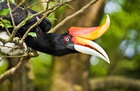 There are also feeding demonstrations, bird shows and a. KL Bird Park | Easybook