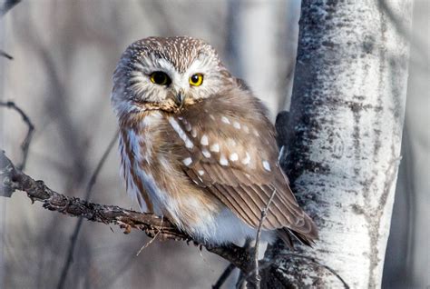 Decoding Our Nine Owl Species Santa Lucia Conservancy