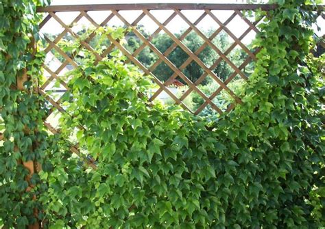 Check spelling or type a new query. Pin auf Garten