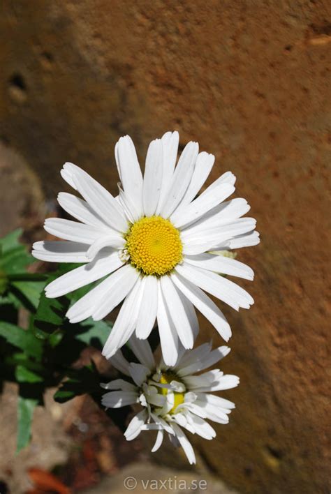 Rhododendron snow lady is a smaller, mounding shrub with masses of pure white flowers in very early where: Växtia » Leucanthemum superbum 'Dwarf Snow Lady'