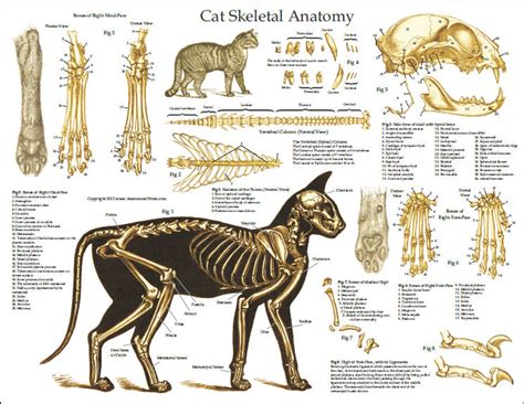 22 Anatomy Cat Bone Images Livres Abc