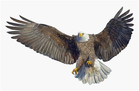 Bald Eagle Drawing Landing Eagle Bird Landing Hd Png Download Kindpng