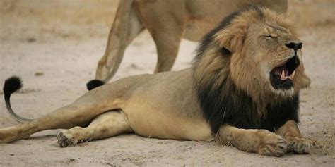 lion cecil le zimbabwe annonce des restrictions sur la grande chasse le point