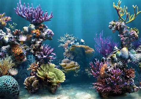 Arrecifes De Coral Como Funciona