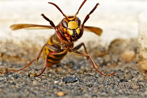 1000 Free Hornet Distribution And Hornet Images Pixabay