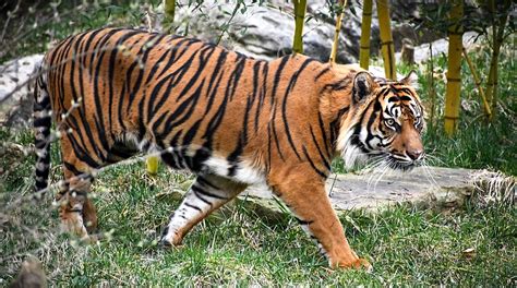 Male Sumatran Tiger Visits Nashville Zoo To Meet Female Tiger