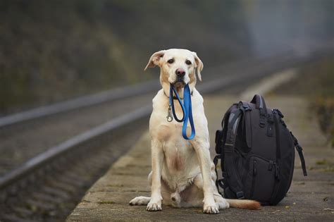 Yes, you can travel with your puppy in indian railways. 8 Barktastic Dog Travel Tips Guaranteed To Make Your Doggo Happy | Thrifty Momma Ramblings