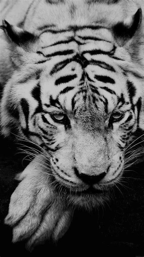 Check spelling or type a new query. White Siberian Tiger iPhone 6 Plus HD Wallpaper / iPod ...