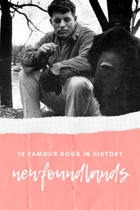 10 Famous Newfoundland Dogs Love Newfoundlands