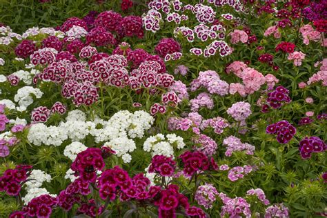 Perennial Dianthus Plant Care And Growing Guide