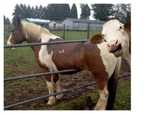 20 Hilarious Photos Of Animals Being Clumsy Page 3 Of 5