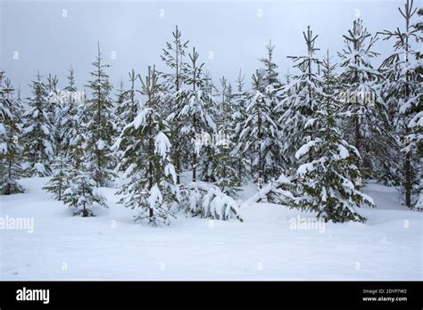Norway Spruce Trees Picea Abies Covered In Snow In A Winter Landscape