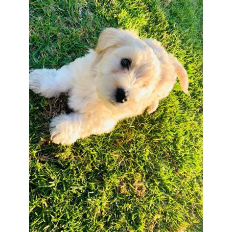 Zach is a cute and cuddly maltipoo puppy. Beautiful hypoallergenic maltipoo puppies in Antonito ...