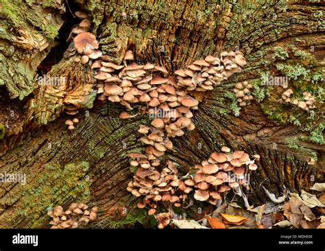 Fungus Mushroom Tree Stump Hi Res Stock Photography And Images Alamy
