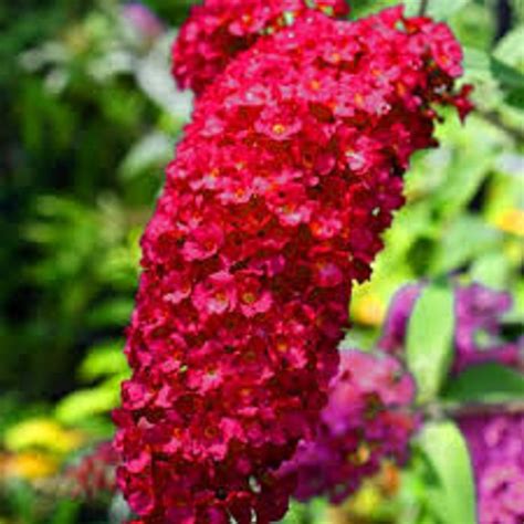Royal Red Butterfly Bush Flowers Fragrant Long Panicles Etsy