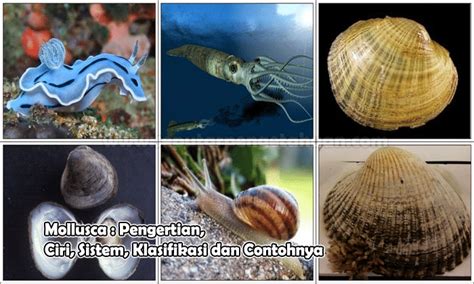 Mollusca Pengertian Ciri Sistem Klasifikasi Dan Contohnya