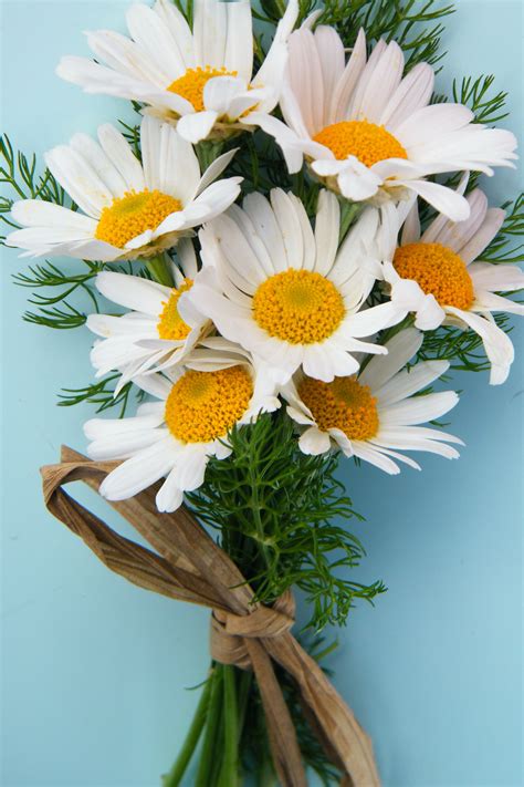 Small Bunch Of Daisies Waltz Of The Flowers Pinterest Flowers