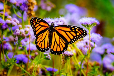 8 Butterfly Gardens In Nj To Visit This Spring