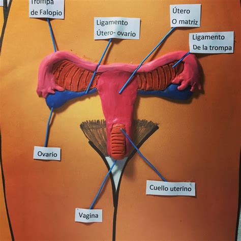 Maqueta De Aparato Reproductor Femenino Aparatos Del Cuerpo Humano