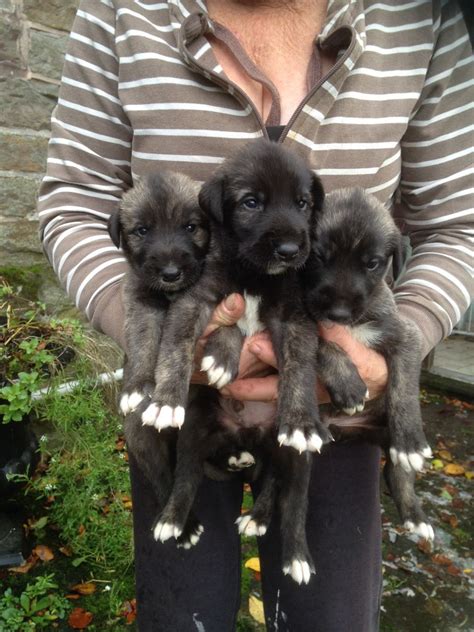 Puppy care guide for owners. Irish Wolfhound Puppies | Leek, Staffordshire | Pets4Homes