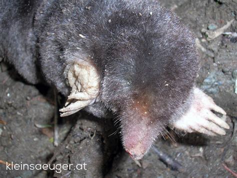Der maulwurf und der engerling auf der wiese. Europ. Maulwurf - Talpa europaea - kleinsaeuger.at