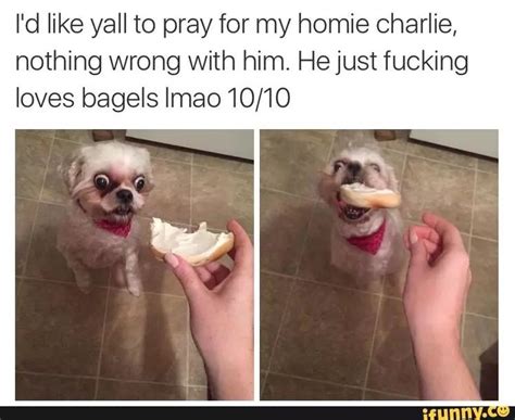 What Happens When You Give A Bagel To A Dog Funny Memes Cute Funny