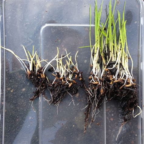 Search for overseeding an existing lawn. Rigby Taylor Launches New Ryegrass Seed Range | Turf Matters