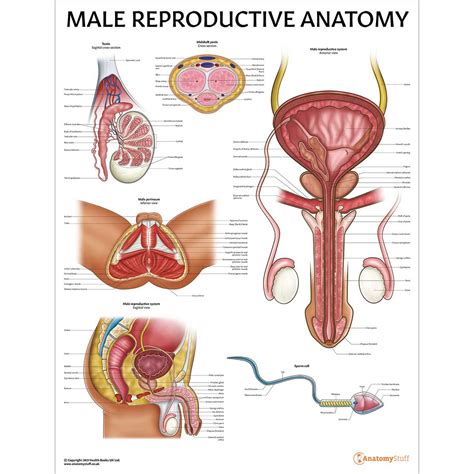Male Reproductive Organs Poster Mens Genitalia Anatomy Chart