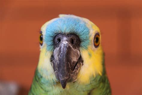 Top 14 Amazon Parrots To Keep As Pets With Pictures Pet Keen