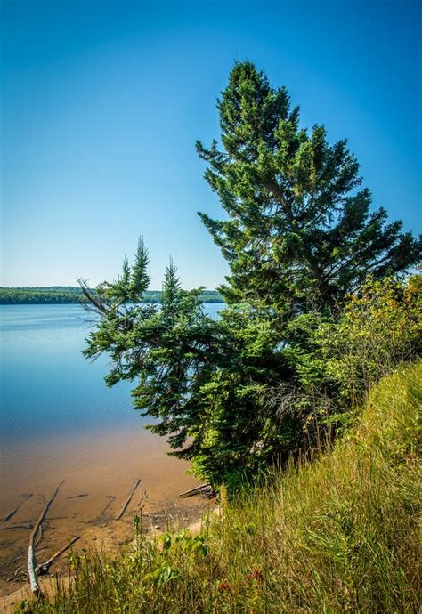 Pine Trees Line Shore Of Northern Michigan River Hillside Stock Image